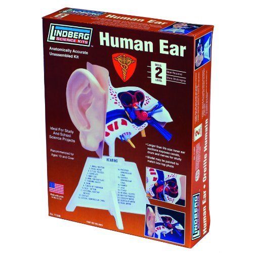 lindberg 71308 HUMAN EAR MODEL